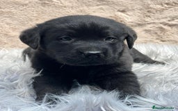 Labrador Retriever perros en venta: Labrador negro - Imagen 1