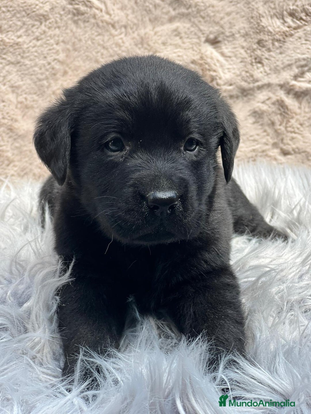 Labrador Retriever perros en venta: Labrador negro - Imagen 1