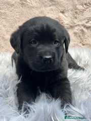Labrador Retriever Cachorro 1