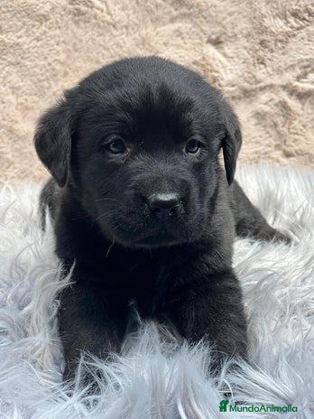 Labrador Retriever perros - Anuncio 2