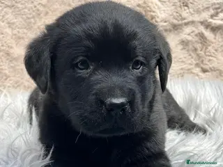 Labrador Retriever perros Labrador negro - Anuncio 32