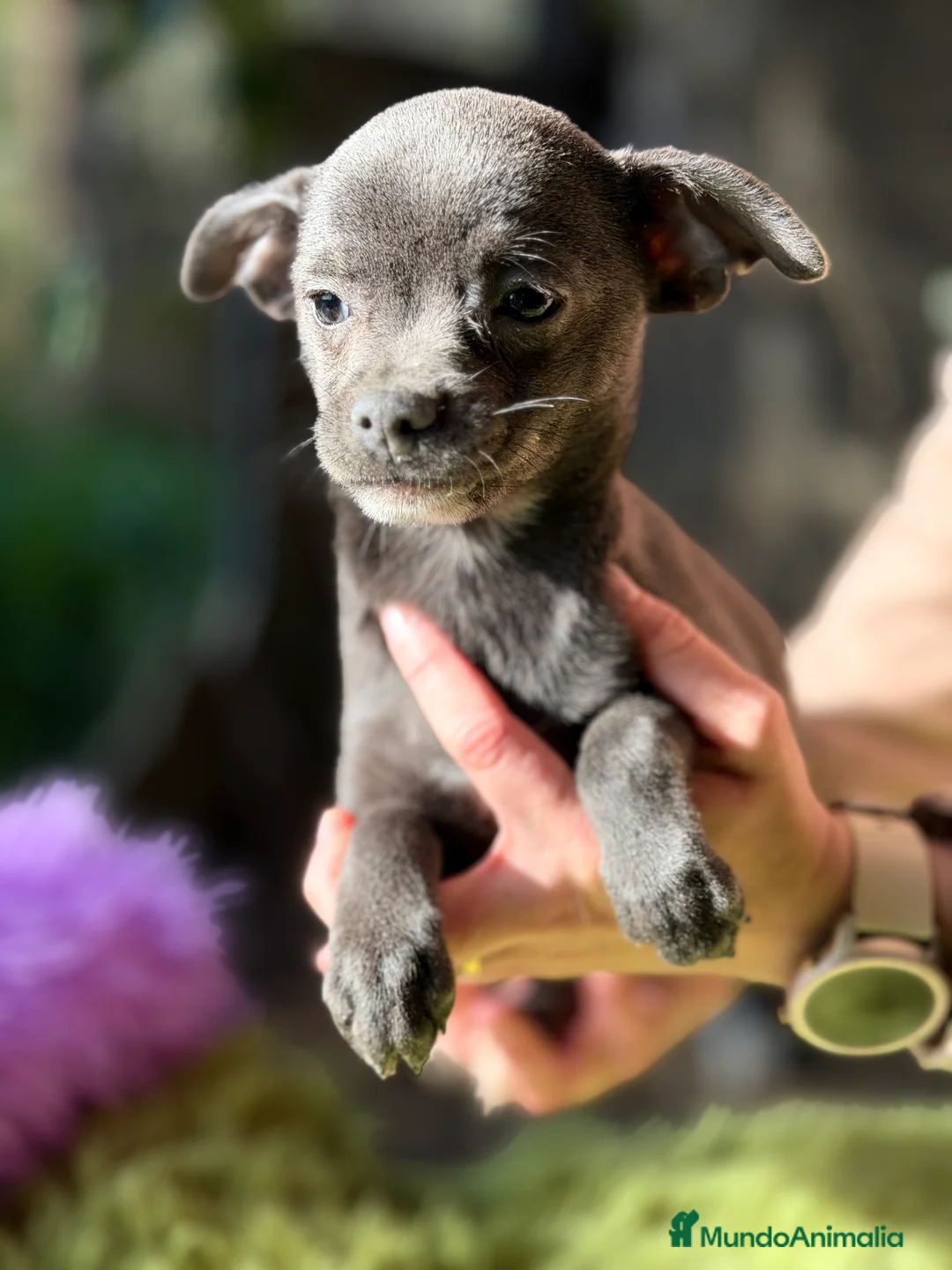 Chihuahua perros en venta: Chihuahua estándar  - Anuncio 3