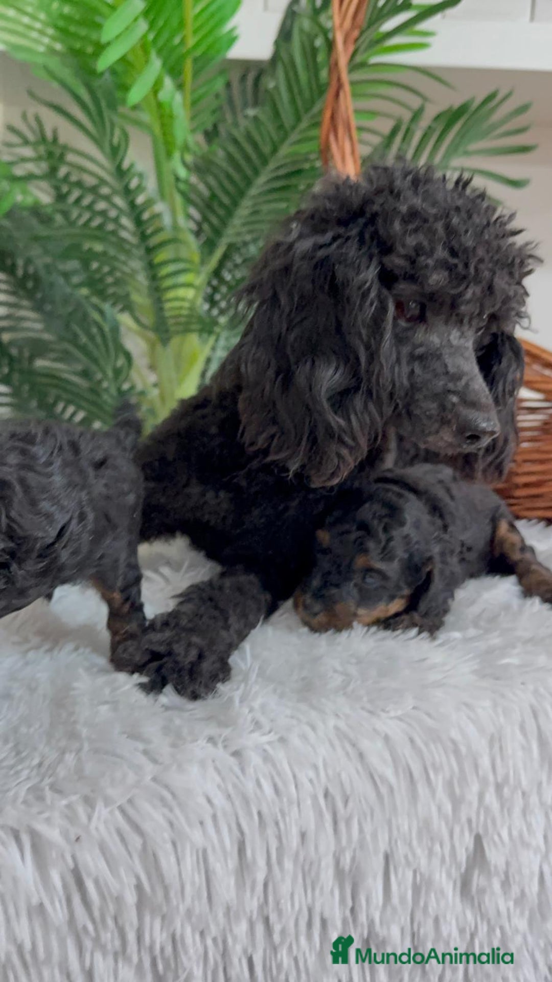 Caniche Toy perros en venta: CANICHE TOY HEMBRA - Imagen 12