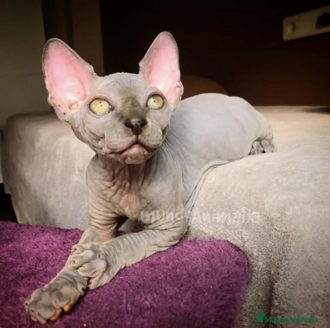 Imagen de galería {{count}}