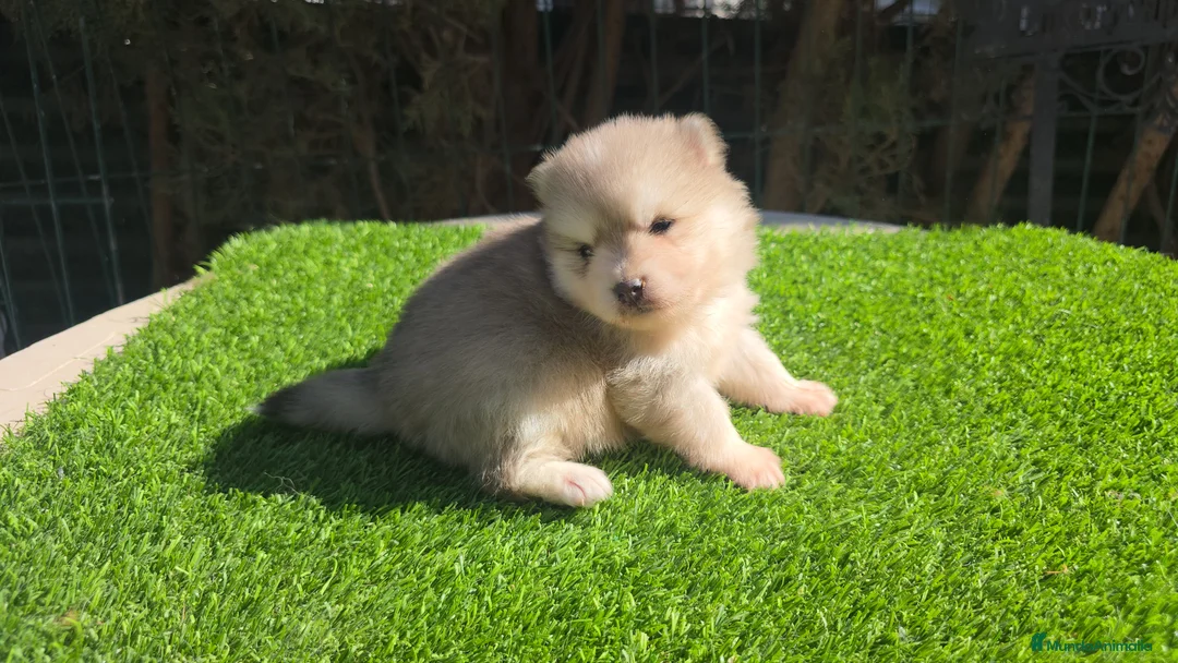 Pomsky perros en venta: Pomsky blue  - Anuncio 3