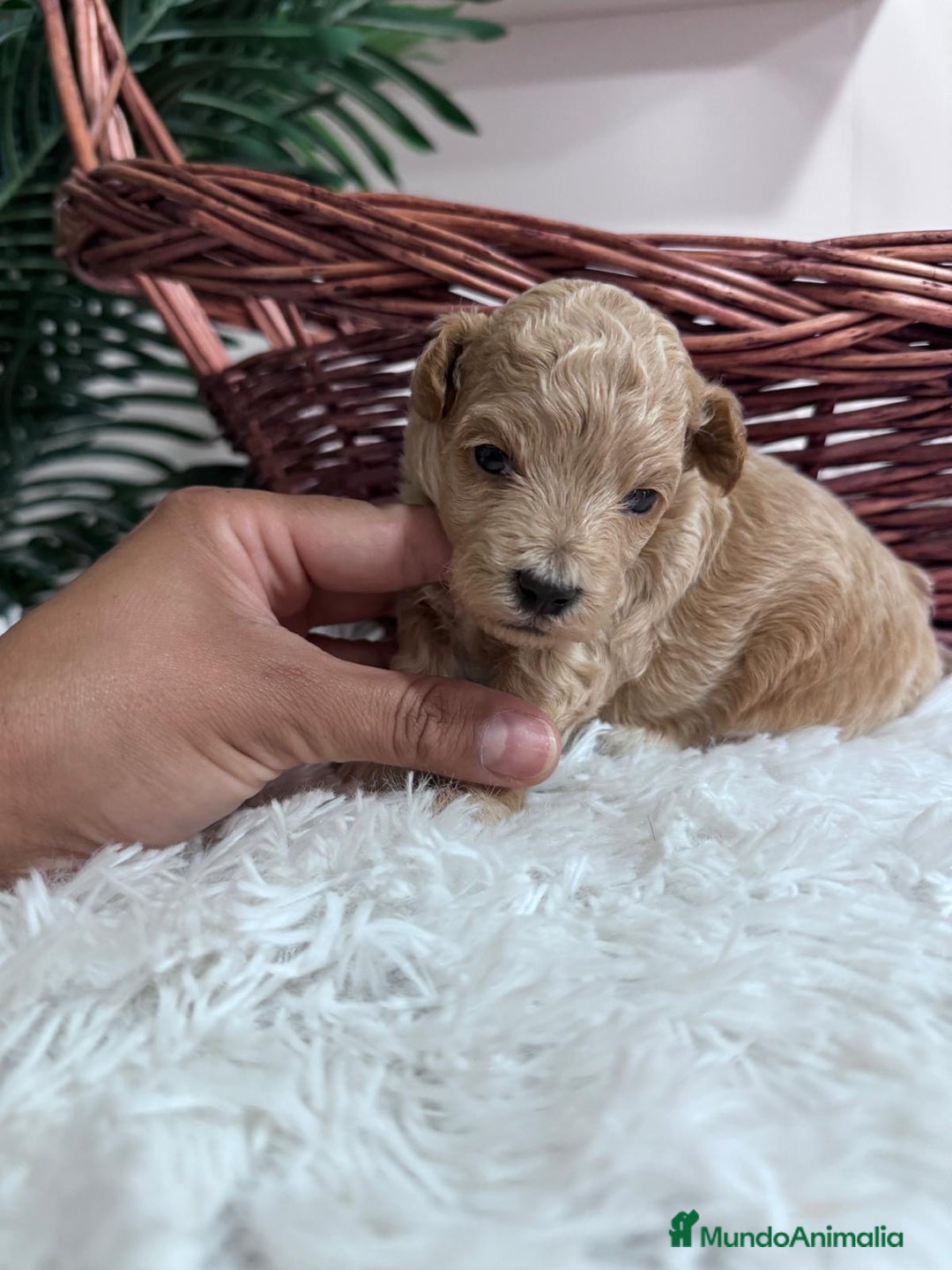 Maltipoo perros en venta: MALTIPOO HEMBRA - Imagen 17