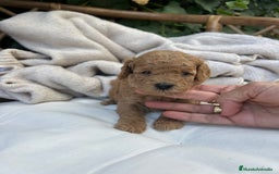 Caniche Toy perros en venta: caniche  - Imagen 2