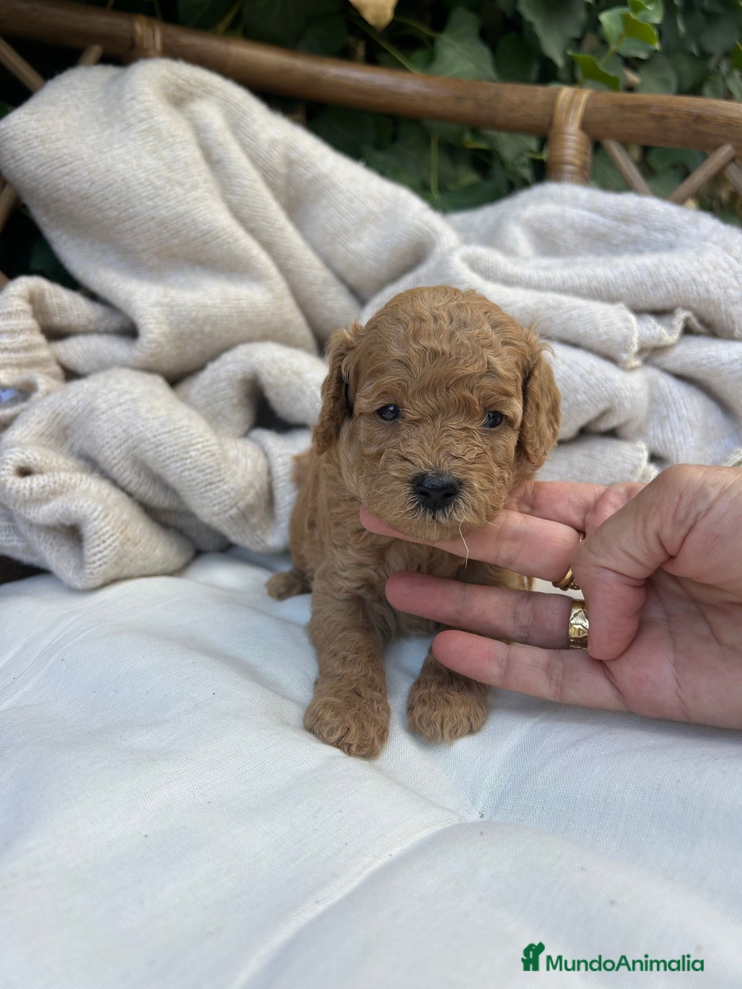 Caniche Toy perros en venta: caniche  - Imagen 2