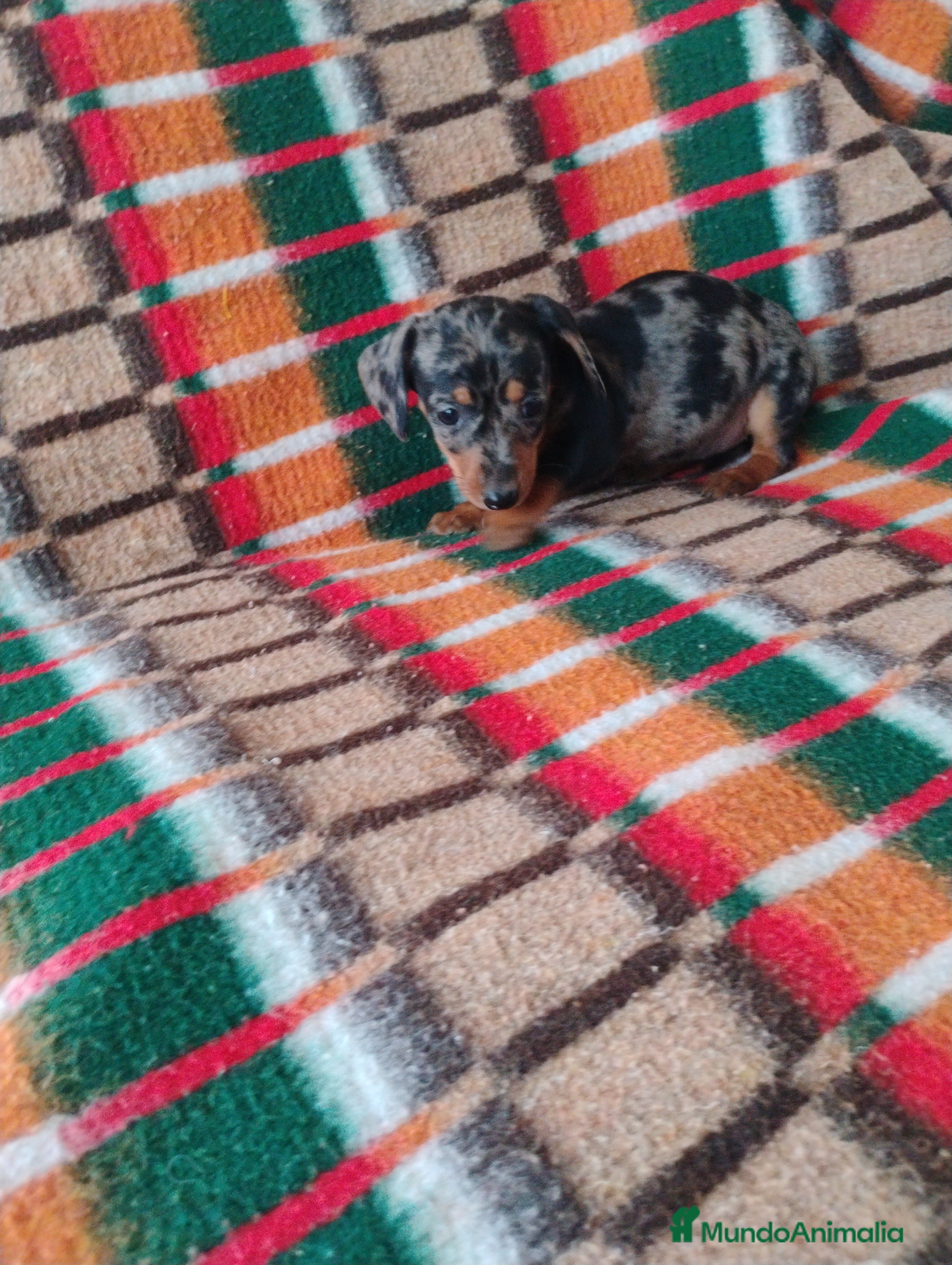 Teckel Miniatura perros Cachorra teckel arlequín plata  - Anuncio 1