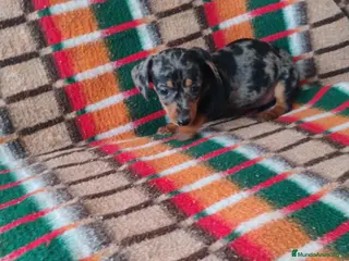 Teckel Miniatura perros Cachorra teckel arlequín plata - Anuncio 1