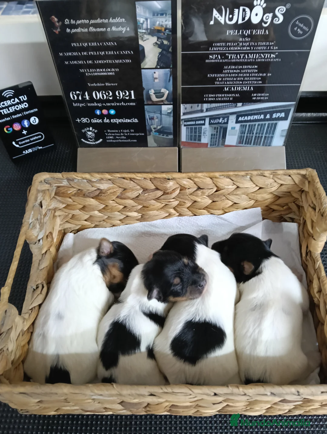 Biewer Yorkshire Terrier a la Pom Pon perros en venta: Yorkshire terrier biewer hembras. Pedigree opcion. - Anuncio 2