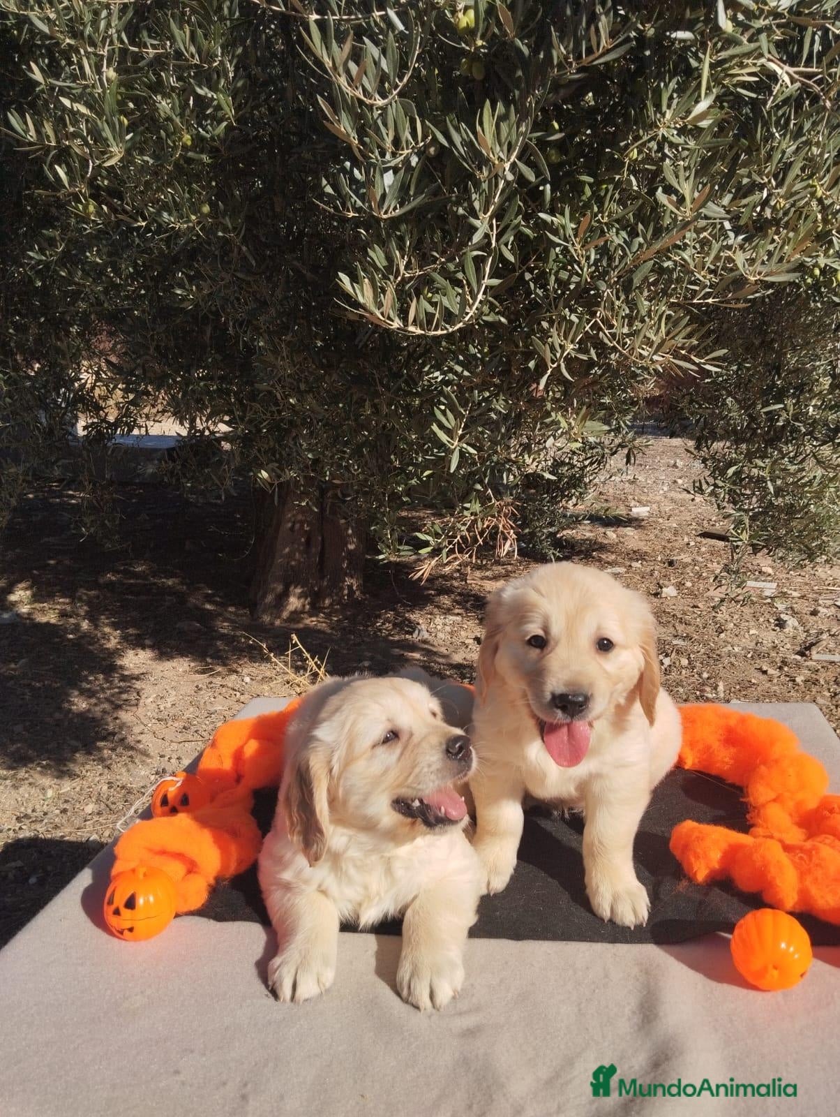 Golden Retriever perros Golden Retriever - Anuncio 1