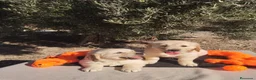 Golden Retriever perros en venta: Golden Retriever - Anuncio 1