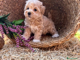 Maltipoo perros - Anuncio 2