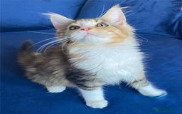 Maine Coon gatos en venta: Mainecoon hembra en Madrid - Imagen 4