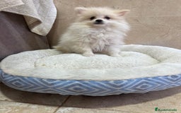 Pomerania perros en venta: Lulu pomerania toy - Anuncio 5