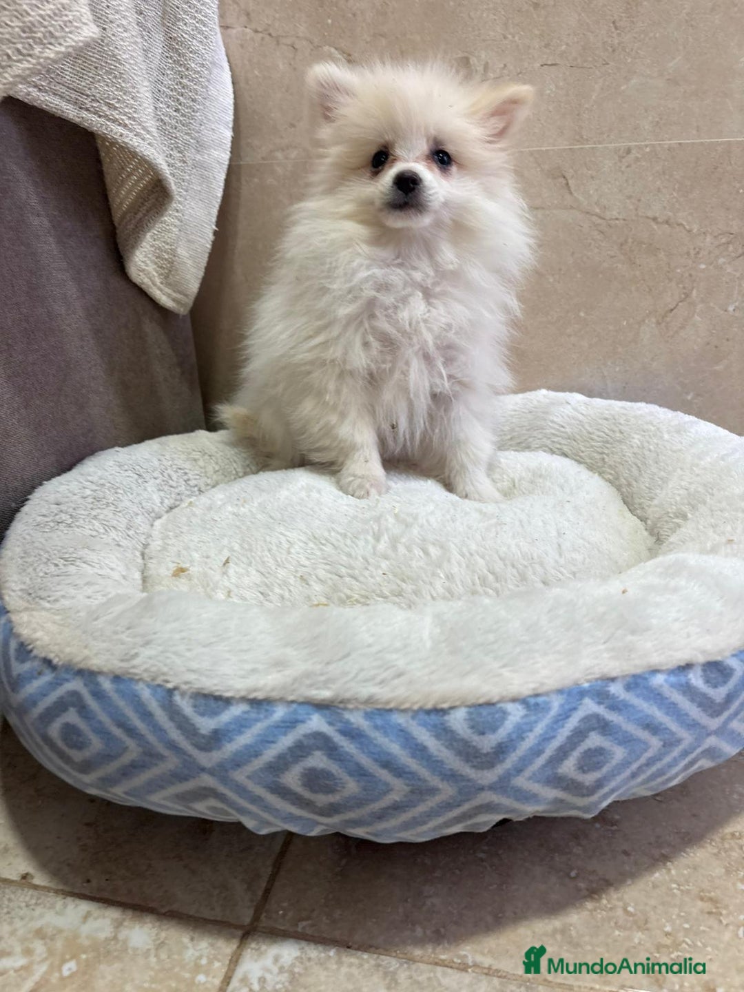 Pomerania perros en venta: Lulu pomerania toy - Anuncio 5
