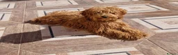 Caniche Toy perros en venta: Caniche toy - Anuncio 3