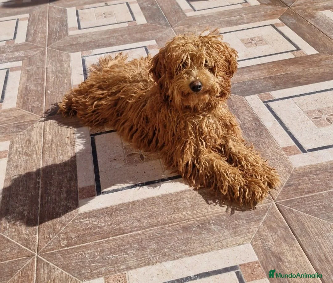 Caniche Toy perros en venta: Caniche toy - Anuncio 3