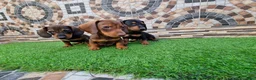 Teckel Miniatura perros en venta: TECKEL MINI - Anuncio 1