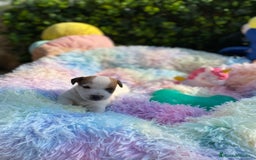 Jack Russell Terrier perros en venta: Jack Russell recién nacidos 😻🐾 - Imagen 2