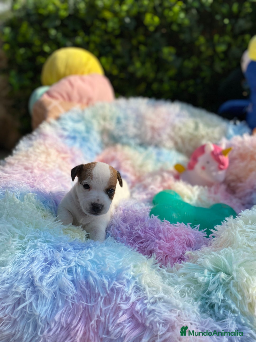 Jack Russell Terrier perros en venta: Jack Russell recién nacidos 😻🐾 - Imagen 2