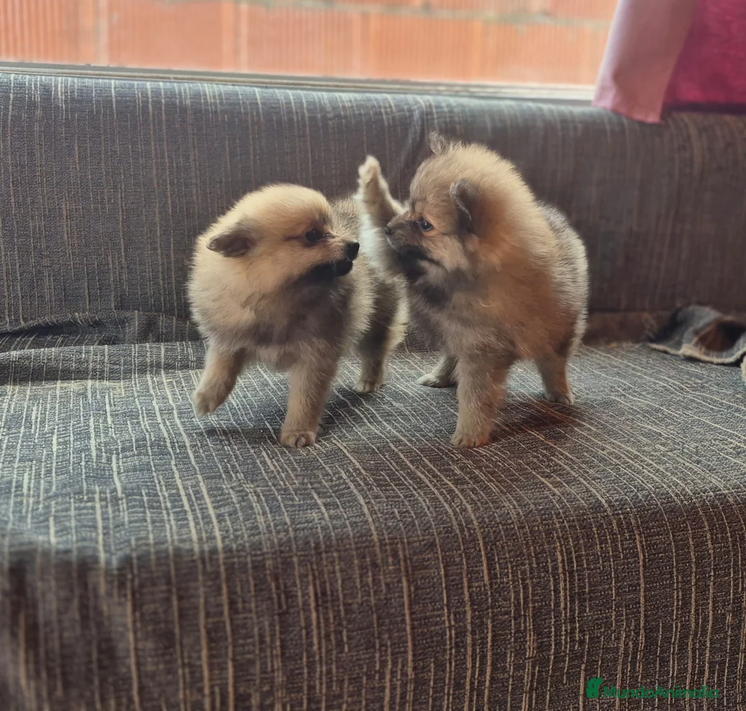 Pomerania perros en venta: Bellos Cachorros de Pomerania  - Anuncio 2