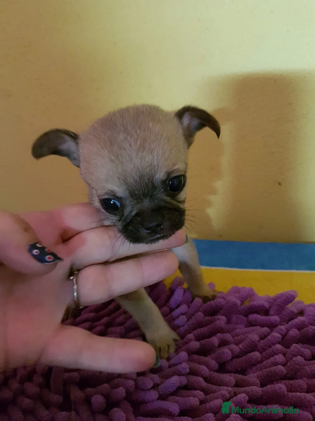 Chihuahua perros en venta: Chihuahuas cachorros en Barcelona - Anuncio 5