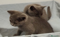 Británico de Pelo Corto gatos en venta: Últimos macho British Shorthair azules precio real - Imagen 4