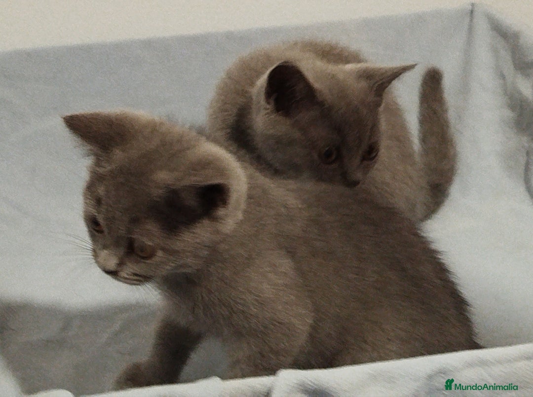 Británico de Pelo Corto gatos en venta: Últimos macho British Shorthair azules precio real - Imagen 4