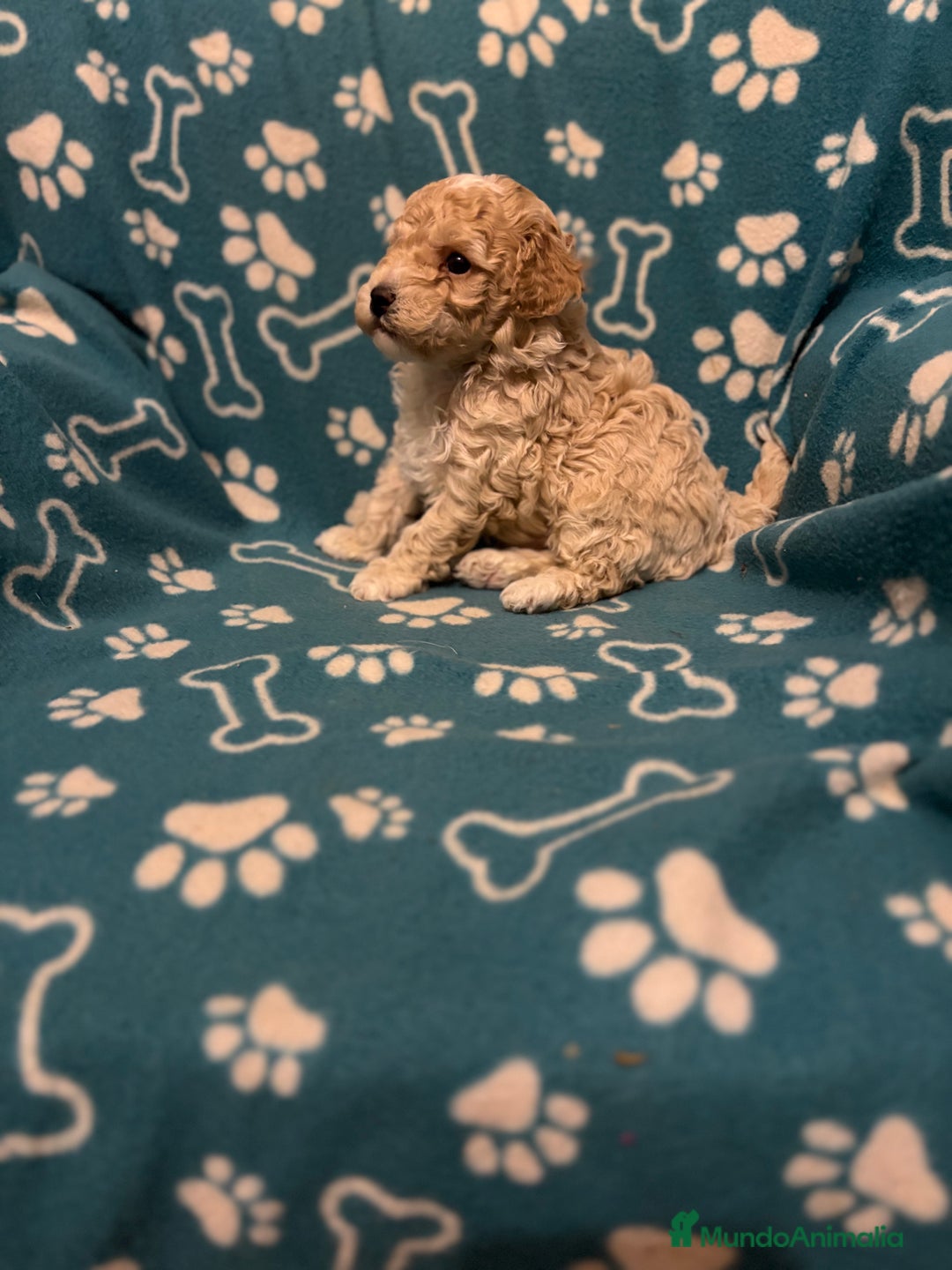 Maltipoo perros en venta: Maltipoo  - Anuncio 2