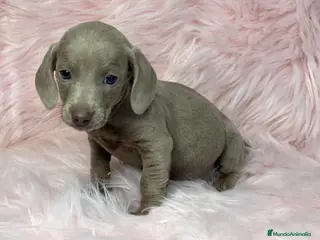 Teckel Miniatura perros Teckel lavanda en Barcelona - Anuncio 4