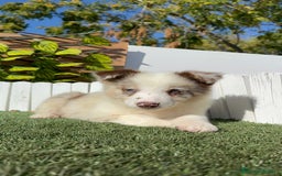 Border Collie perros en venta: BORDER COLLIE - Anuncio 22