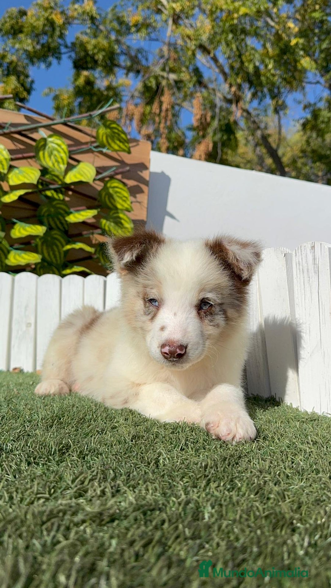 Border Collie perros en venta: BORDER COLLIE - Anuncio 22