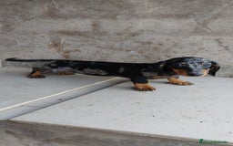 Teckel perros en venta: Macho teckel arlequín plata  - Imagen 2