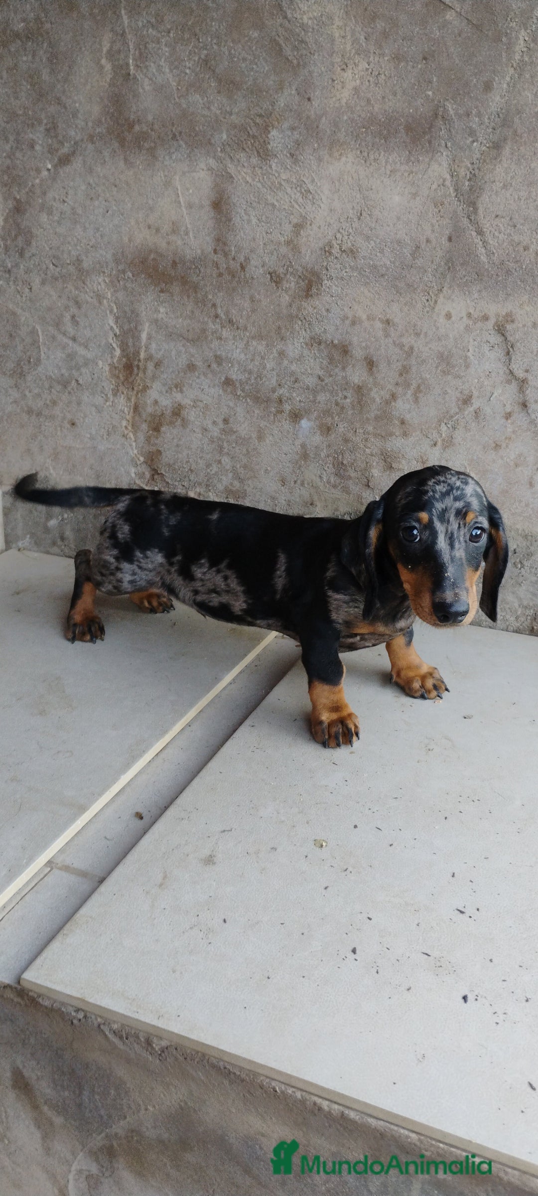 Teckel perros en venta: Macho teckel arlequín plata  - Imagen 2