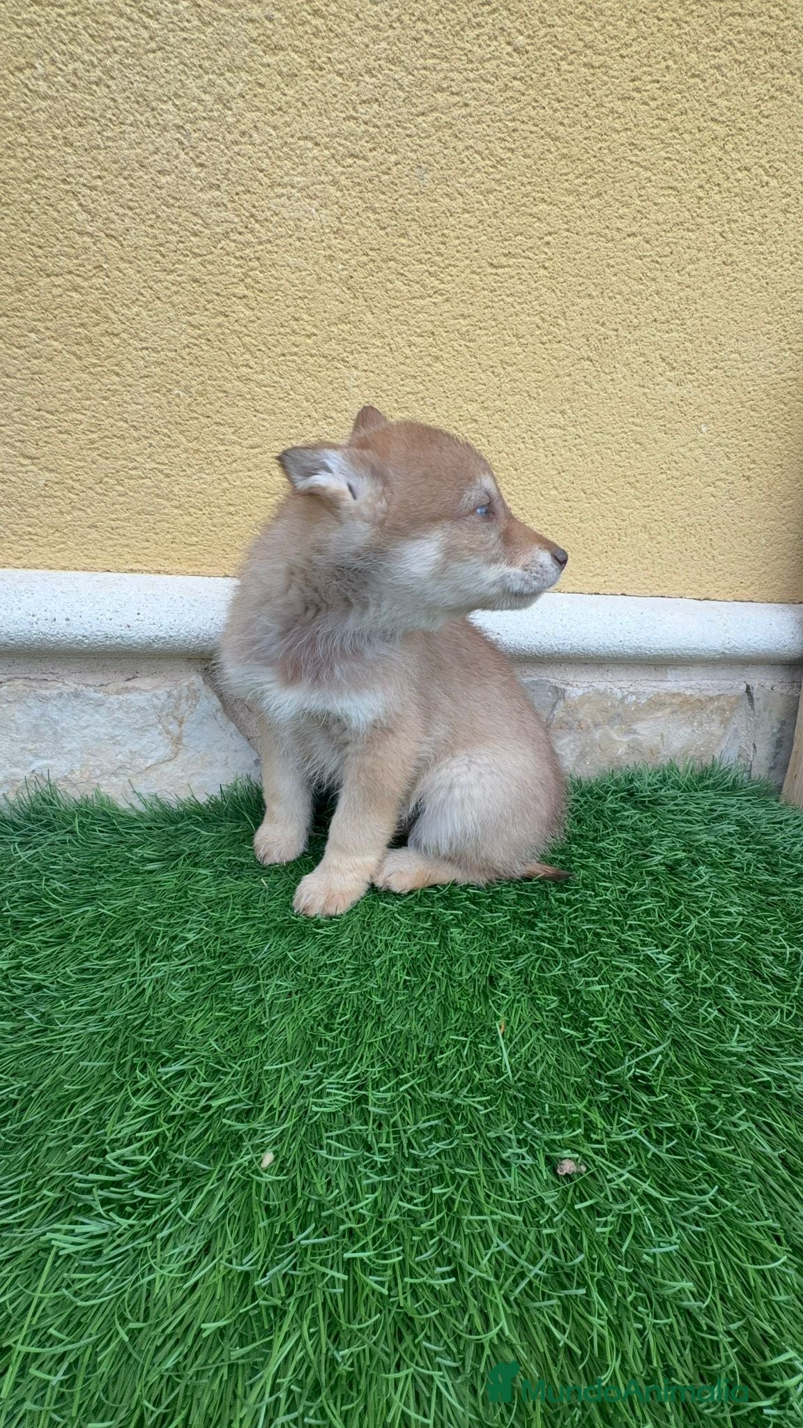 Perro Lobo de Saarloos perros Camada de Perro lobo impresionantes  - Anuncio 2