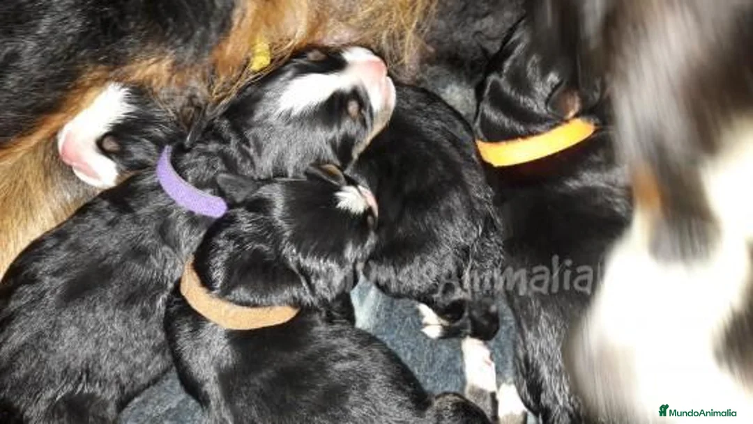 Imagen de galería {{count}}