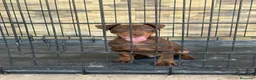 Terrier Alemán de Caza perros en venta: Cachorro Jagd terrier chocolate  - Anuncio 3