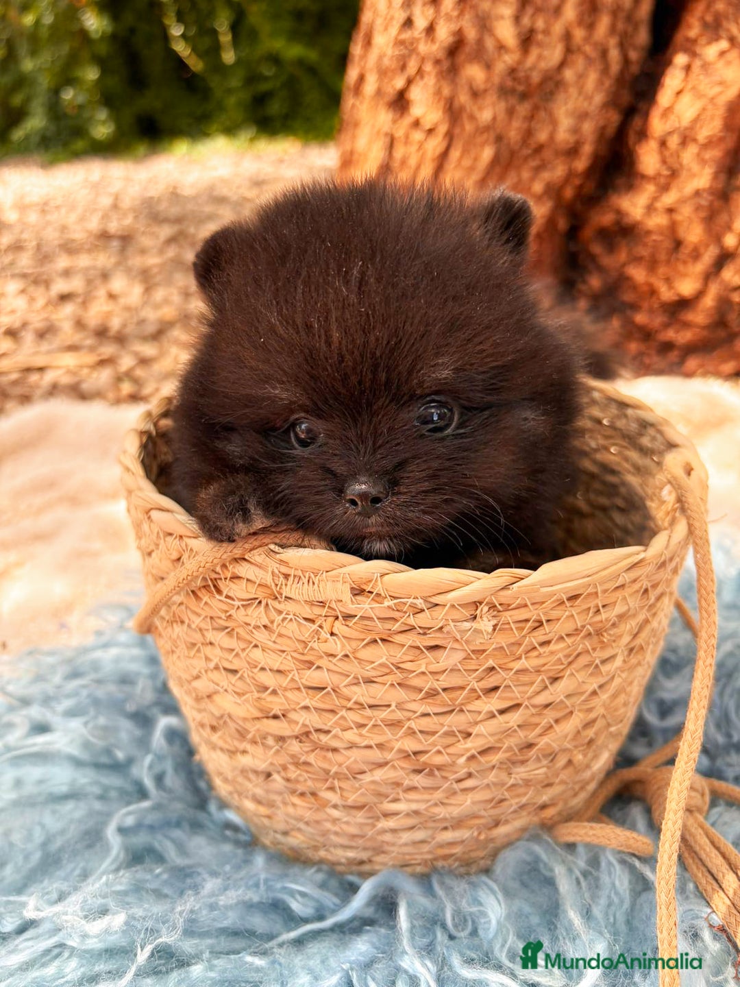 Pomerania perros en venta: Pomerania Black and Tan - Imagen 4