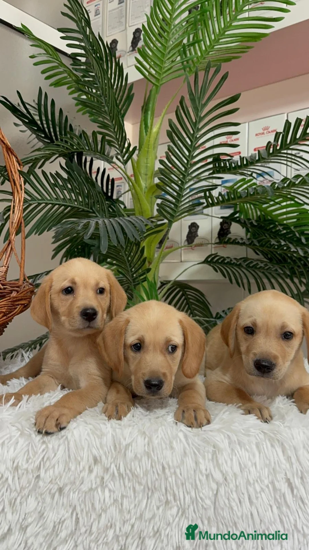 Labrador Retriever perros en venta: LABRADOR RETIREVER - Anuncio 2