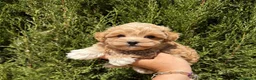 Maltipoo perros en venta: Maltipoo macho bicolor macho toy!!! - Anuncio 2