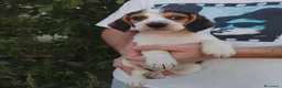 Beagle perros en venta: Beagle disponibles 🐶🐾🔥 - Anuncio 3