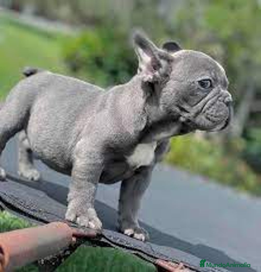Bulldog Francés perros en venta: BULLDOG FRANCÉS - Imagen 1