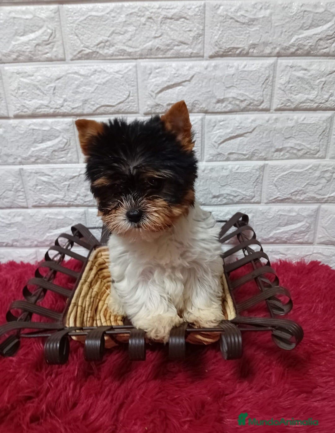 Biewer Yorkshire Terrier a la Pom Pon perros en venta: YORKSHIRE BIEWER  - Anuncio 1