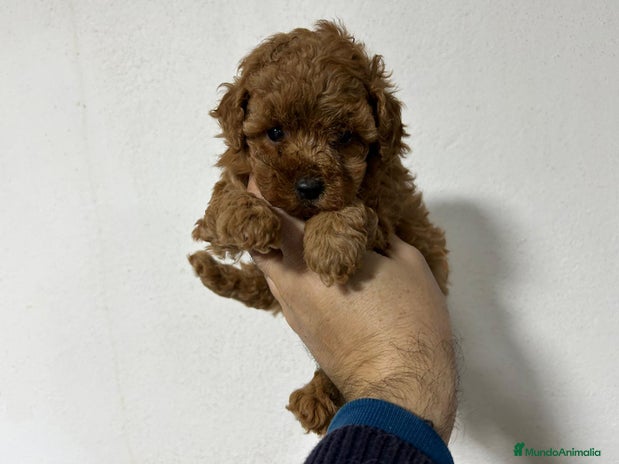 Caniche Toy perros Caniche toy del Valle caprice - Anuncio 2