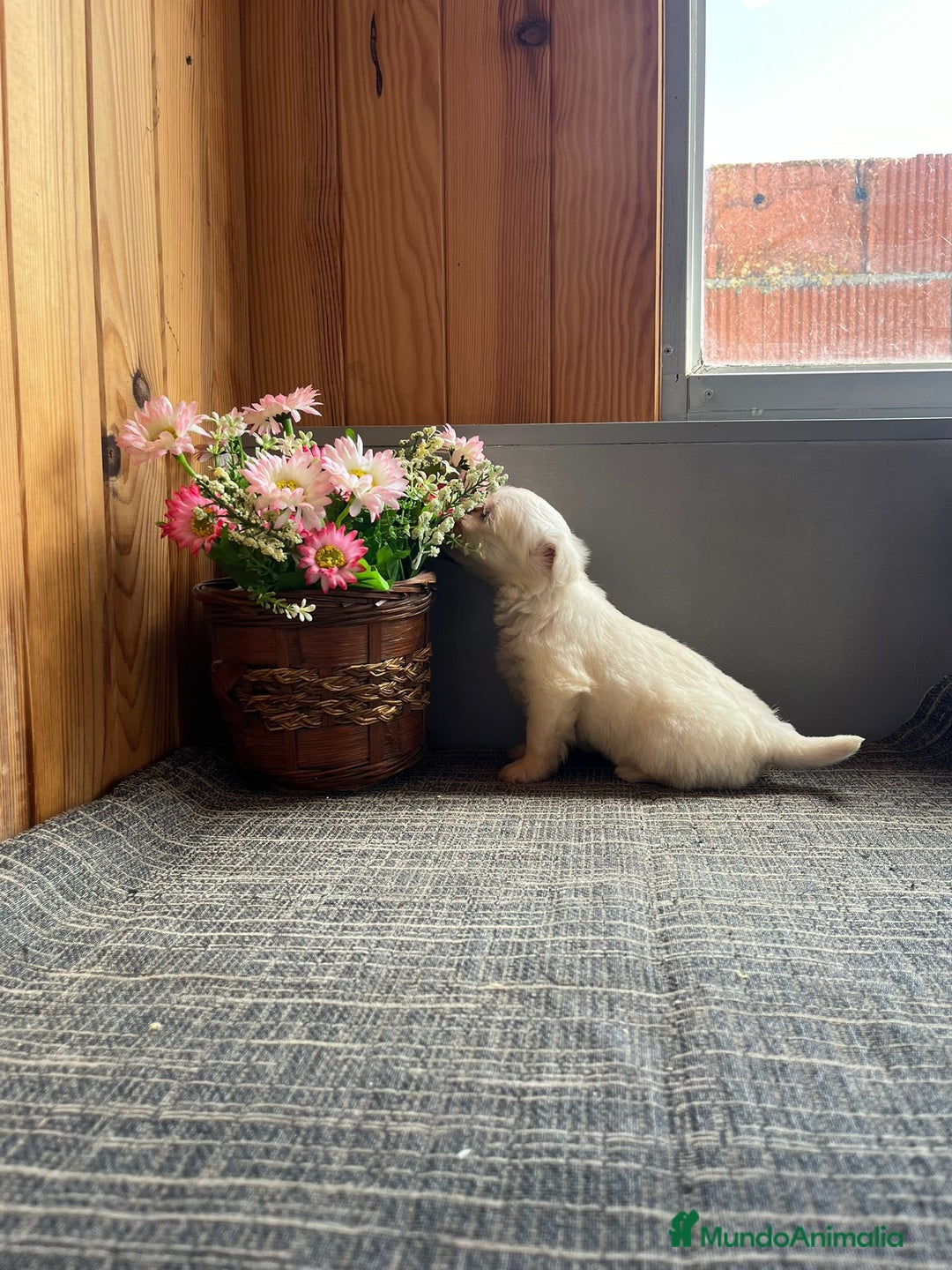 Bichón Maltés perros en venta: Preciosos Cachorritos de Bichón Máltes - Anuncio 3