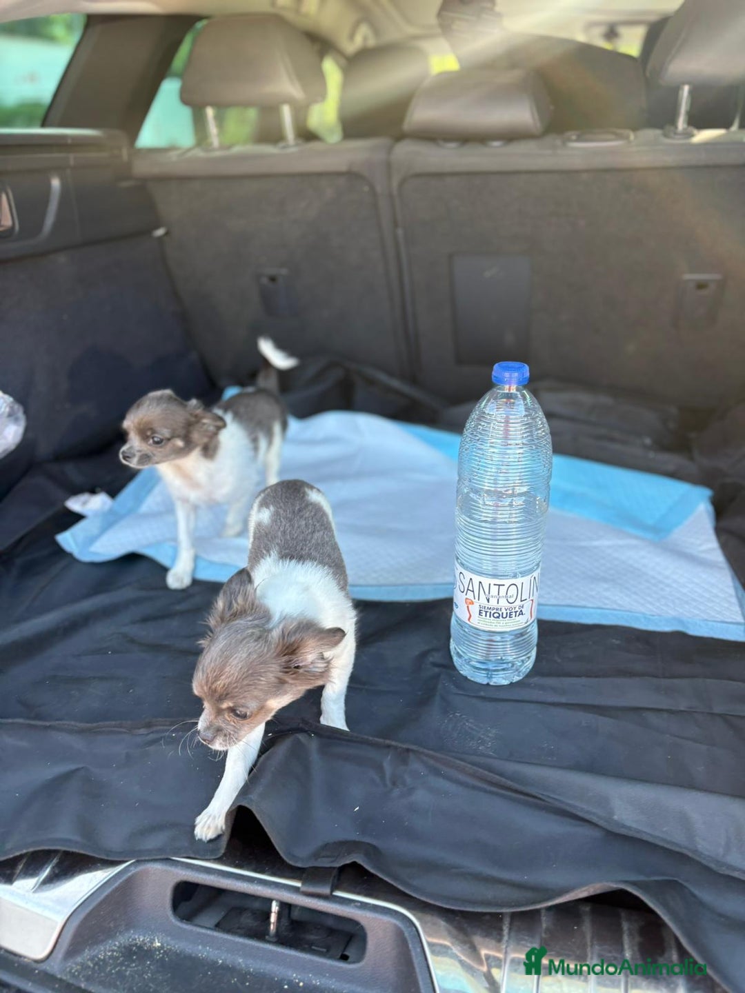 Chihuahua perros en venta: Chihuahuas pelo largo blanco blue - Imagen 12