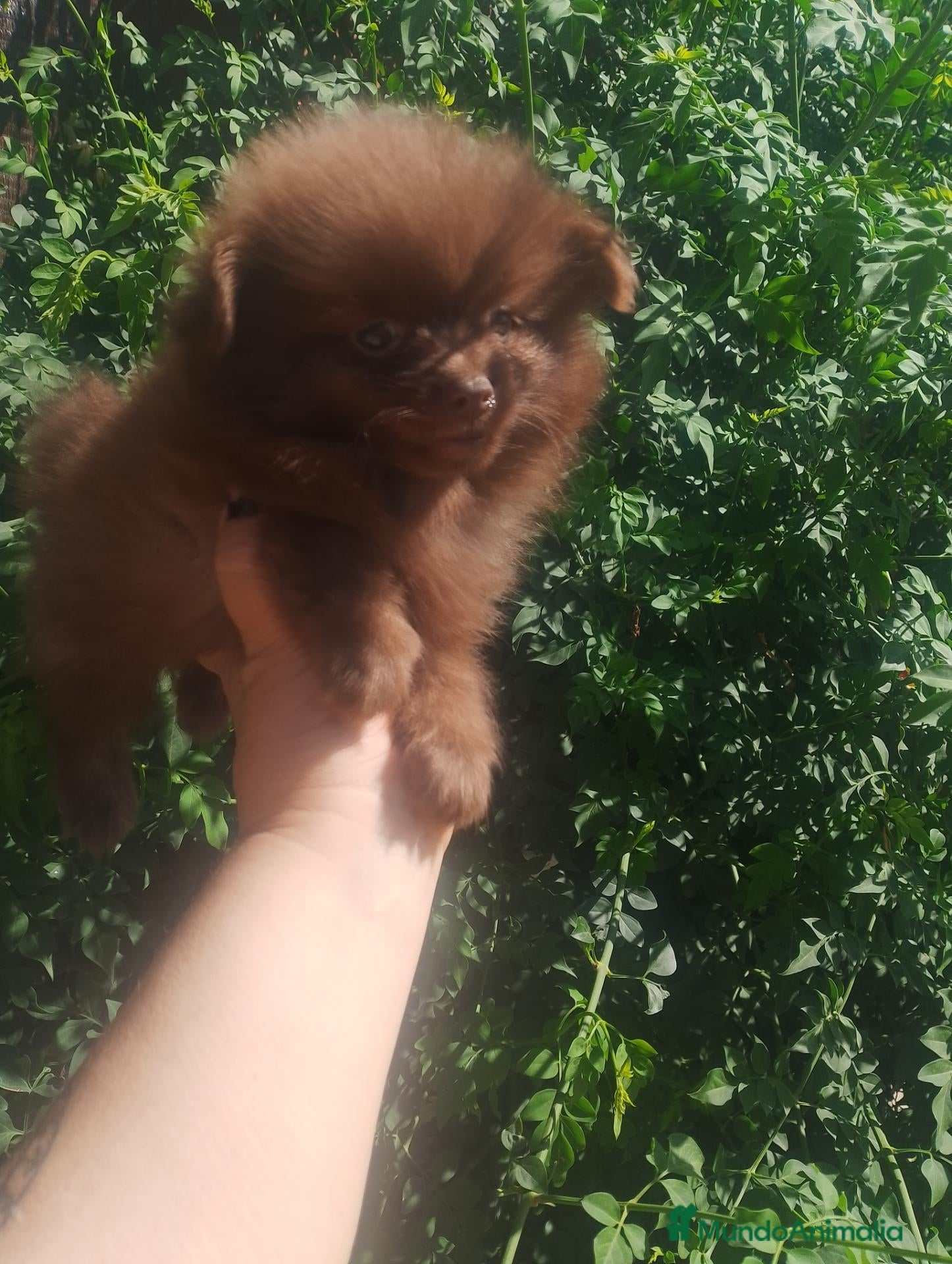 Pomchi perros Camada de pomchi  - Anuncio 1