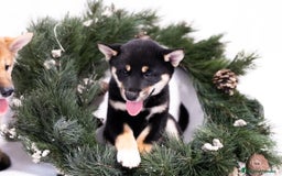 Shiba Inu perros en venta: Camada de Shiba-Inu  - Anuncio 8